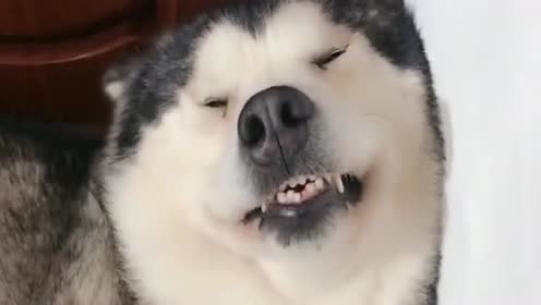 二哈深夜搞表情包!一脸坏笑哪像一只正经狗?