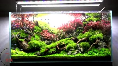 精品草缸,看了才知道草缸应该是什么样,鱼缸造景看这里