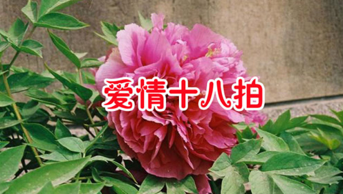 杨美华一首《爱情十八拍》经典情歌,优美动听,十人听九人爱!