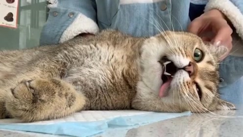 猫咪绝育手术后,一觉醒来发现蛋没了,这换谁也扛不住啊!