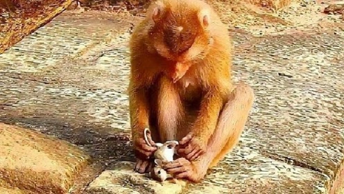 猴子抓住一只老鼠,接下来老鼠崩溃了!简直让鼠生无可恋