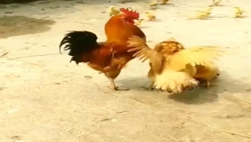 为争一只公鸡,二只母鸡打架,画面简直太搞笑了,大家一定要忍住!