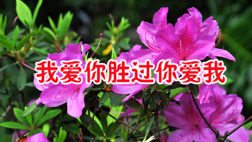 冷漠/杨小曼一首《我爱你胜过你爱我》甜美情歌,醉人心扉,好听极了!