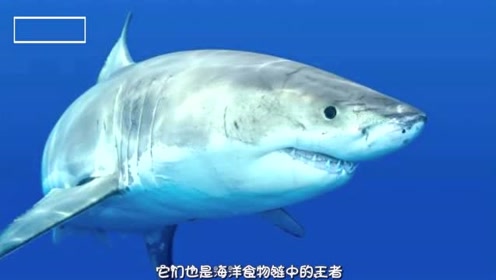 全世界最孤独的鲨鱼,目前已经512岁了,眼睛都退化了
