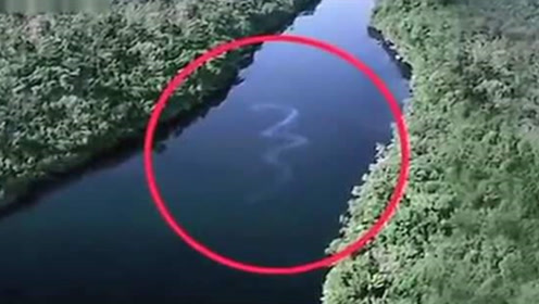 世界上已知最大的蟒蛇,横跨亚马逊河,拍摄过程十分惊险!