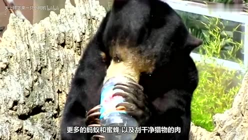 熊舌头上长满了刺,如果人被熊舔一下,到底会掉几层皮?