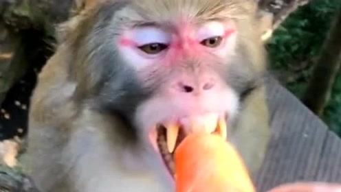 见过猴子的牙齿吗?这些素食猴子竟长着尖锐的牙齿,网友:太可怕了!