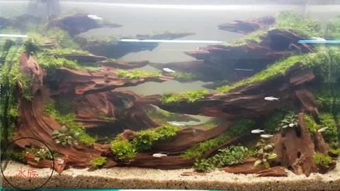 这才是专业鱼缸造景嘛,看到这些沉木,才觉得高手不一般