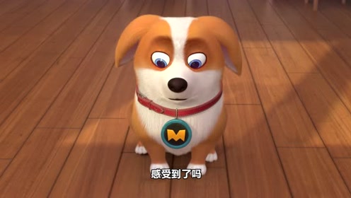 《可爱的小柯基》moco是最厉害的狗狗,没有人可以欺负它