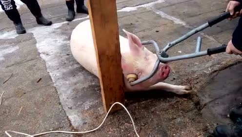 老外杀猪:一个铁夹轻轻一碰就搞定,这是什么原理?