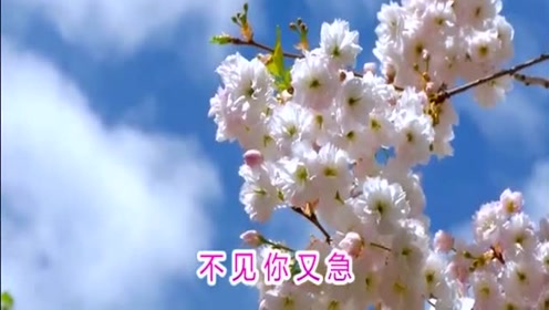 韩宝仪一首《为了你》好听至极