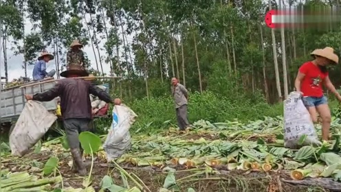 一天能挣600元，秒杀城市白领的收入，这种高薪工作你敢尝试吗？