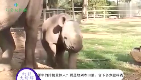 犀牛的排便量惊人？要是放到农田里，省下多少肥料钱