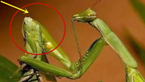 为何在交配之后,母螳螂要吃掉公螳螂?真相让人心酸!