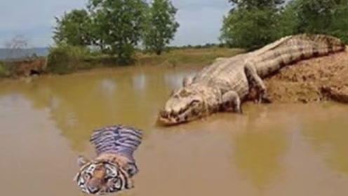 老虎在河里游泳,遇到3米成年巨鳄,鳄鱼咬上老虎会有什么后果?