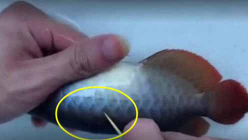 看看给龙鱼清理寄生虫,看完浑身哆嗦