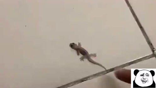 为了证明书上是真的,妈妈让孩子直观感受壁虎断尾求生的过程!