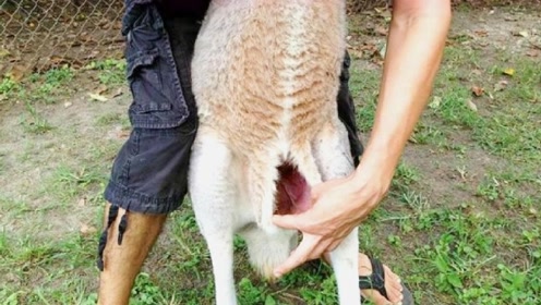 小伙好奇的翻开袋鼠的袋子,打开的那一瞬间,悔得肠子都青了