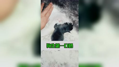 狗生的第一口奶,吃的真好