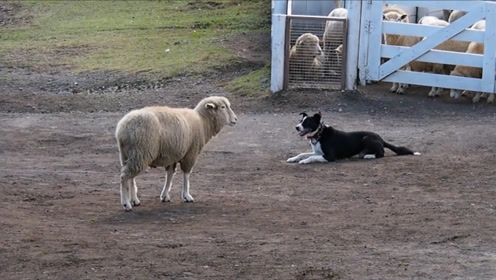 牧羊犬表演赶羊绝活,不料这头羊是个刺头,结局笑翻了
