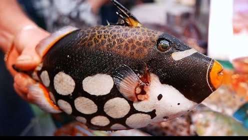 模样怪异的小丑炮弹鱼,鱼皮厚的和布一样,煲成汤太鲜美了!