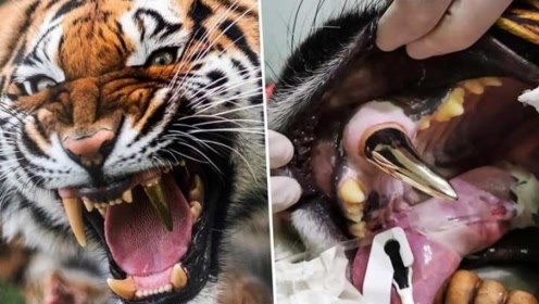 世界最"霸气"的老虎,镶了颗大金牙,啃肉更加过瘾!