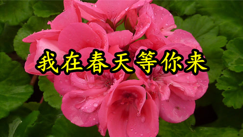 情歌mv:《我在春天等你来》笑容映入心怀,相信是缘分的安排