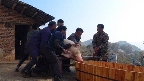 湖南农村杀年猪,延续50年杀猪老方法,四百多斤的大肥猪轻松搞定