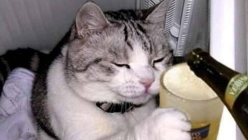 主人喂猫咪喝酒,下一秒请憋住别笑,镜头记录全过程