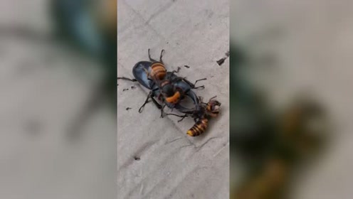 马蜂蜇夹夹虫无从下口,被夹得死死的!