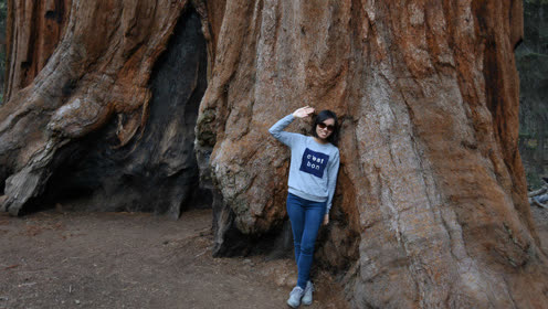 美国红杉国家公园 巨树环绕悠静之美
