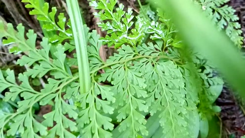 乌蕨的形状以及药用知识