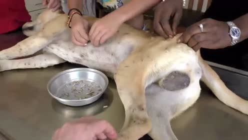 流浪狗被好心人收留,身上长满蛆虫,医生看了泪流满面!
