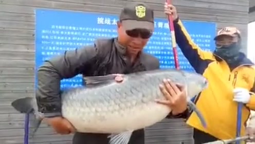 这条鱼怎么样,一百加的标鱼