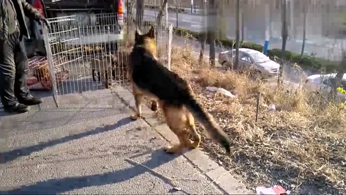 狗市上拍到德国牧羊犬,马犬和狗宝宝,它们和睦相处快乐地玩耍