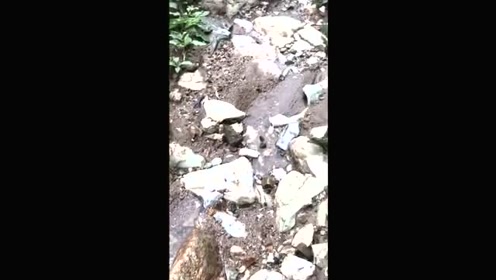 大雨刚过竟然冲出这么多玉石，这收货真是太意外了