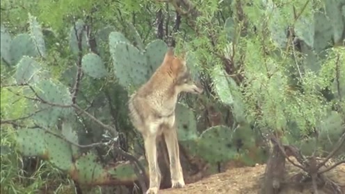 狐狸站在树林中叫着，它看到了什么？