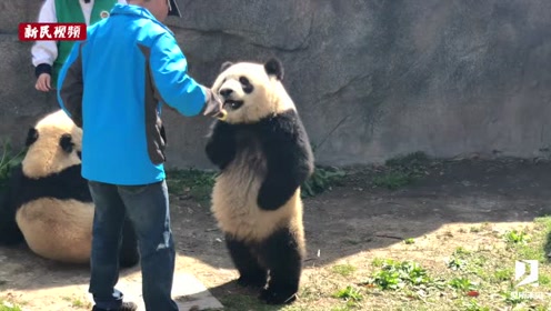 见所未见上海"叉腰"大熊猫直立行走:竹笋给我给我!