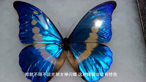 世界上最美的蝴蝶,翅膀还会变色,展翅是如孔雀开屏,好看极了!