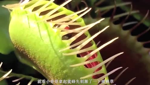 外国小哥哥作死实验,用捕蝇草吃手指,结果悲剧了