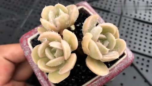 多肉植物鉴赏--安娜玫瑰
