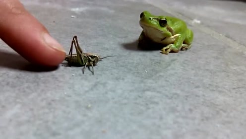 宠物小青蛙吃虫子,刚开始还不要,结果一口就没了