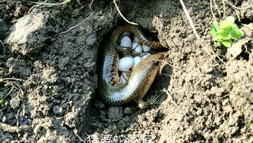 见过真正的野生四脚蛇吗,见过真正的四脚蛇孵蛋吗,结尾很温暖!