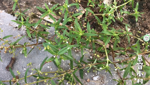 清热解毒,黄疸,肿毒,烫伤?这个草药试试,农村常见,效果奇好