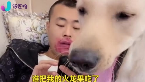 主人偷吃了狗狗的火龙果不想承认,结果证据就在嘴上