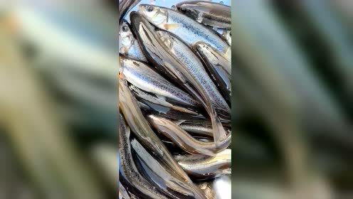 黑龙江冷水鱼
