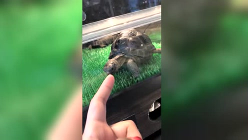 乌龟:看我不咬你手指