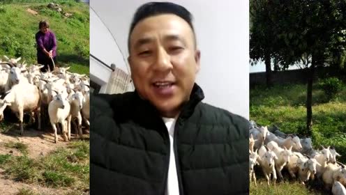 甘肃二杆子盘网红'放羊娃,真有才