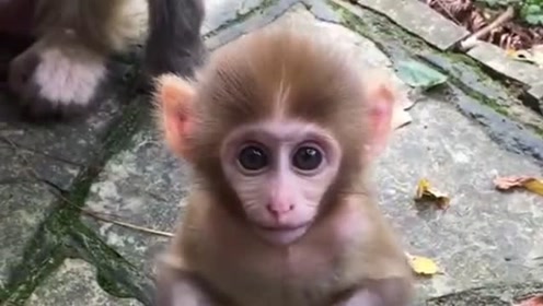 本来想和小猴子玩玩的,结果小猴的妈妈还冲我龇牙咧嘴,我又没干啥