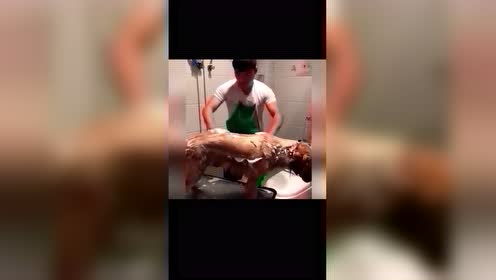 女生给狗洗澡vs男生给狗洗澡,到底谁洗的才干净!